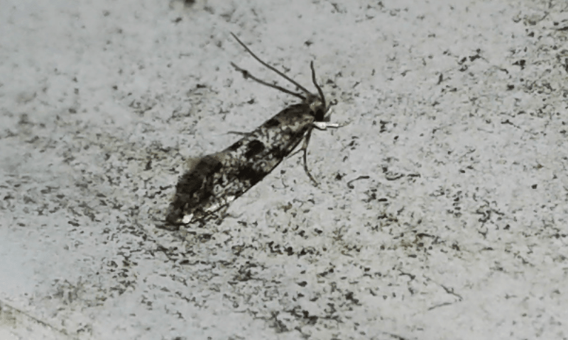 Tineidae: Nemapogon sp. ? Sì, Nemapogon cfr. granella